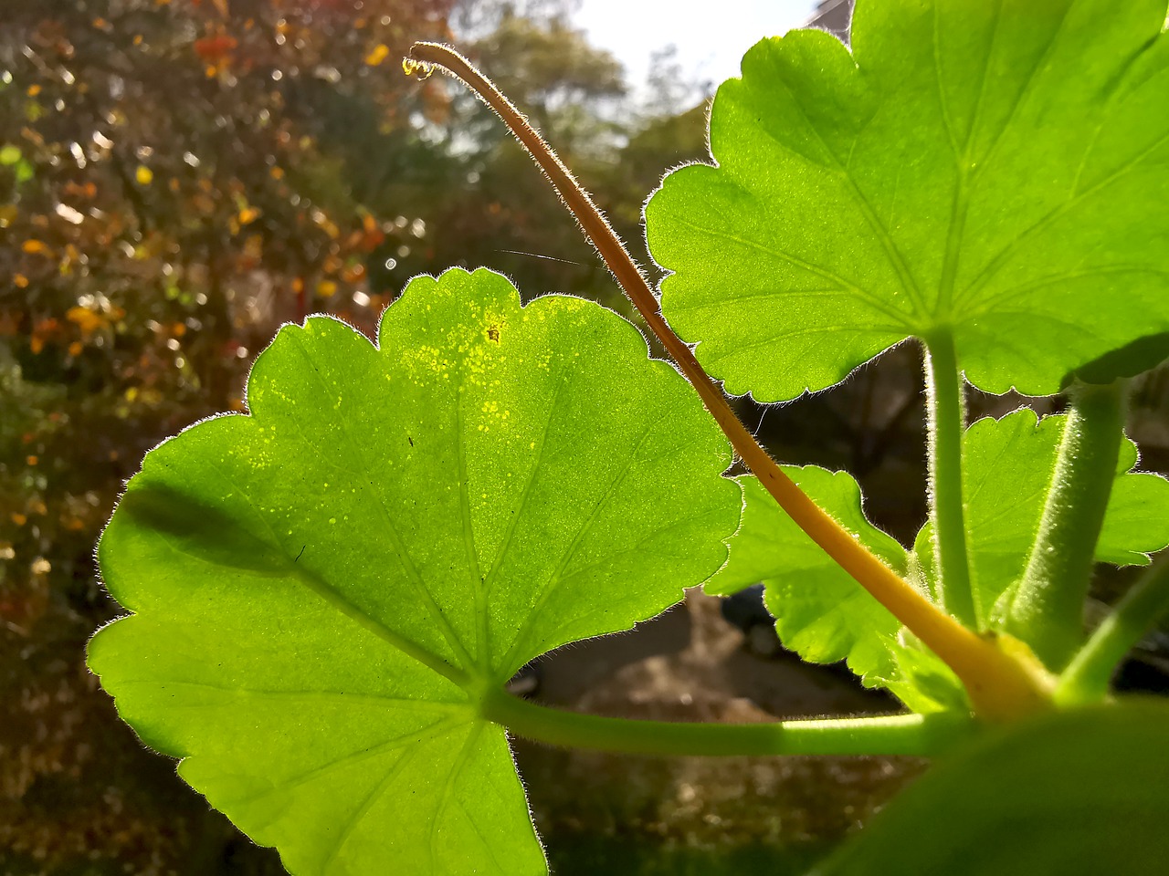 Chcesz mieć na wiosnę piękne i zdrowe pelargonie, które kwitną dopiero jesienią? ZDECYDOWANIE zrób to z nimi w marcu!