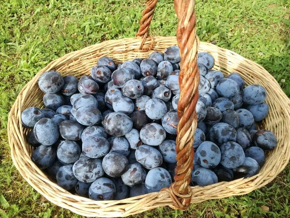 Ciasto miękkie jak pajęczyna: Szybkie ciasto z bitą śmietaną ze śliwkami według babci Zdenki, nikt nie może się mu oprzeć!