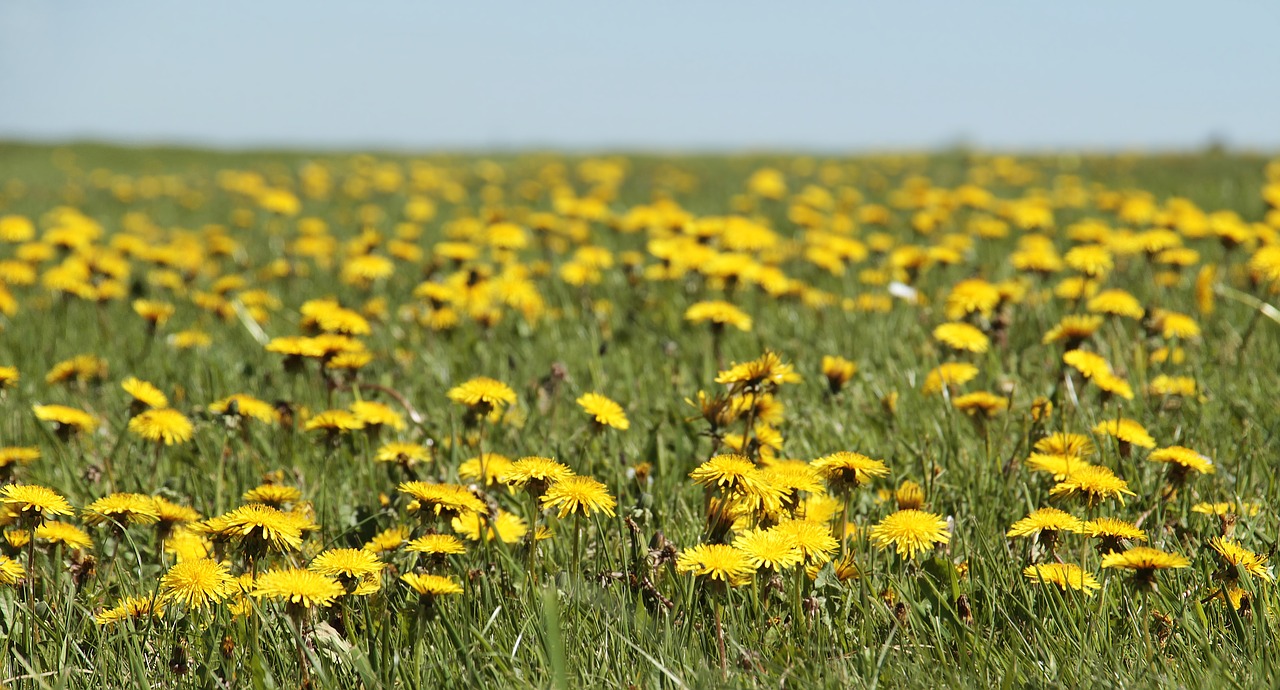 NIESAMOWITY MIÓD DANDELION: Oto przepis, jak go zrobić i do czego służy...