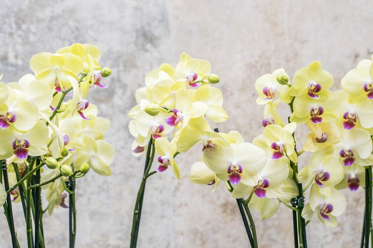 Pół roku temu moja orchidea miała zostać wyrzucona: wystarczyła 1 podmiana i od razu wypuściły pąki - od tego czasu kwitnie bez przerwy!