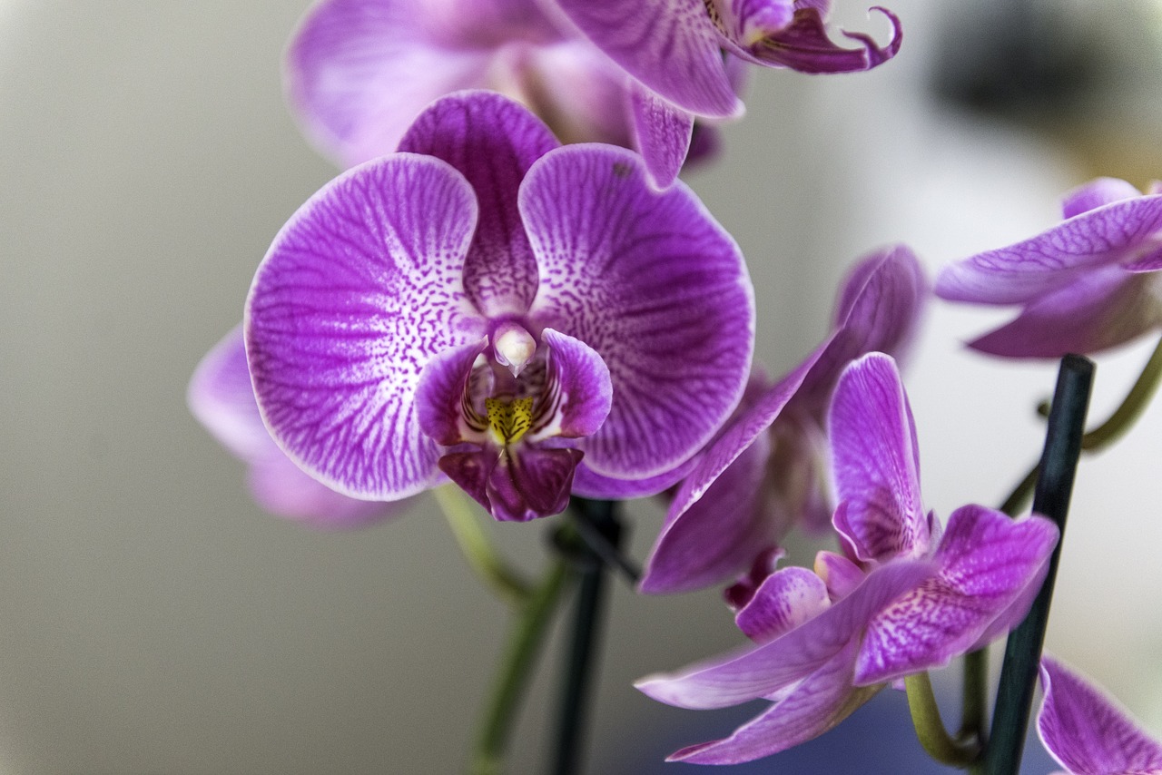 WLEJ trochę prosto do doniczki, a słaba orchidea całkowicie się odmieni: Teraz mogę sprzedawać KWIATY!