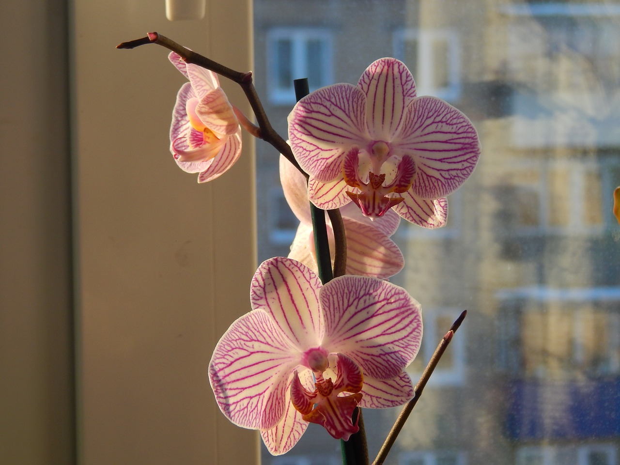 Sztuczka z gąbką, dzięki której orchidea ponownie zakwitnie: Ty też możesz uratować umierającą orchideę!