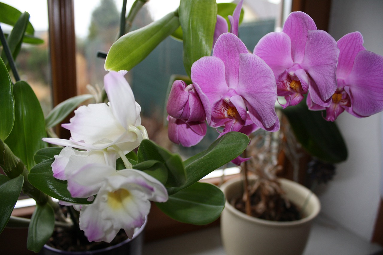 WLEJ trochę prosto do doniczki, a słaba orchidea całkowicie się odmieni: Teraz mogę sprzedawać KWIATY!