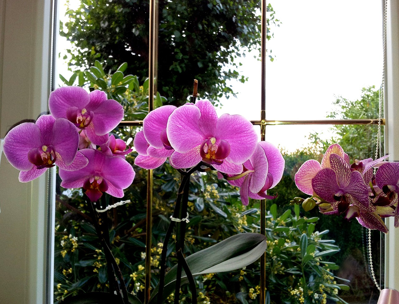 Orchidea uwielbia cukier, a czosnek jest na nią jak lekarstwo: 9 sekretnych trików, które sprawią, że każda orchidea zakwitnie!