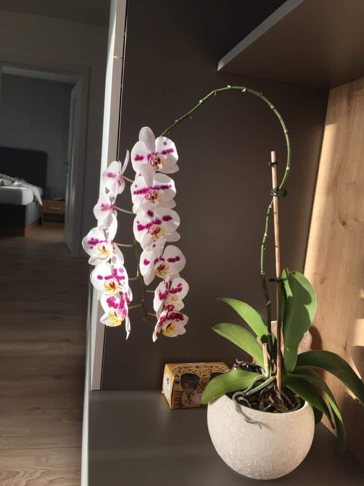KARM swoją orchideę w ten sposób: to nic nie kosztuje, a będzie kwitła jak szalona!