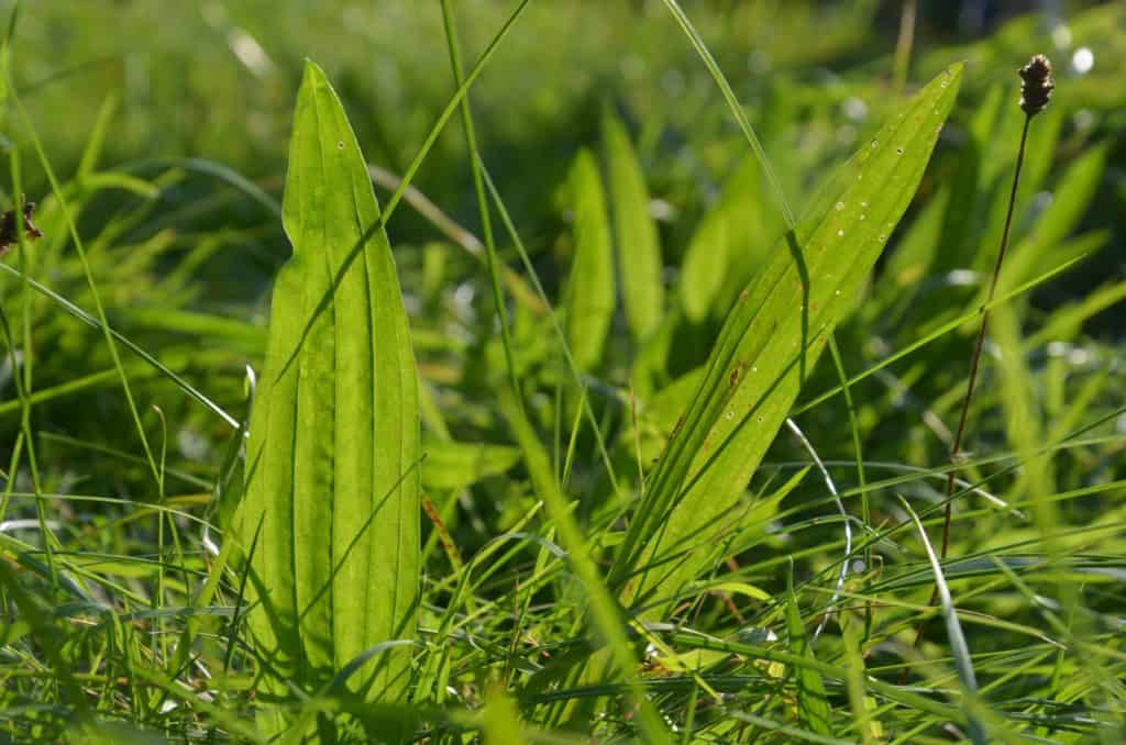 Starożytny, domowy przepis na kaszel, choroby oskrzeli i płuc