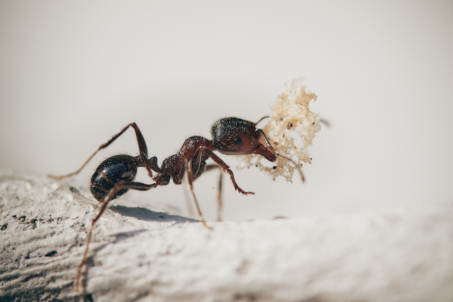 Skuteczny sposób na walkę z mrówkami w domu: To działa na nie doskonale!
